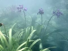 -东莞植物园