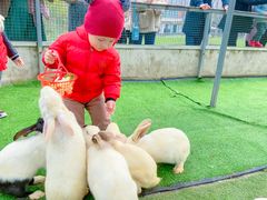 -前小桔亲子创意农场·草莓采摘·露营烧烤