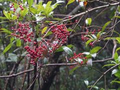 -永州阳明山国家森林公园