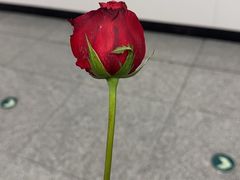 -素满香·素食自助餐(西安·民乐园店)