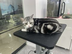 -爱洗澡的猫(天河路店)