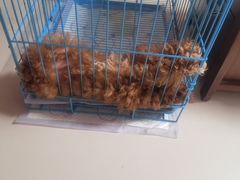 -翊宠yipet猫狗购宠庄园犬舍•猫舍