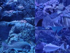 -成都浩海立方海洋公园