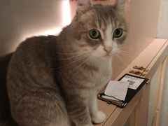 -猫儿山۰猫主题餐厅