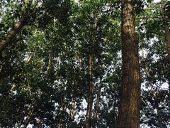 -顺鑫绿色度假村