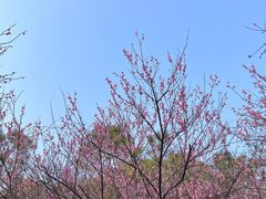 -八大山人梅湖景区