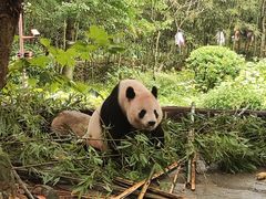 -都江堰中华大熊猫苑