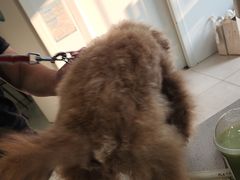 -佳雯宠物医院·皮肤科·内外科(春晓路分院)