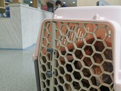 -喜多萌中农锦绣动物医院24H·猫科·牙科MRI·CT
