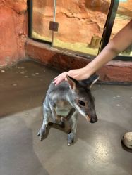 -Zoolung Zoolung动物主题公园(海信广场店)