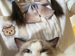 -楼上猫咖(罗湖店)