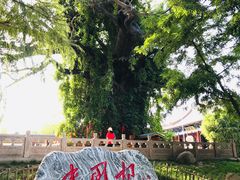 -大槐树寻根祭祖园