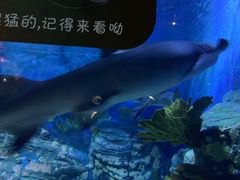 -烟台海昌鲸鲨海洋公园