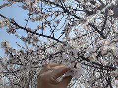 -武清南湖绿博园