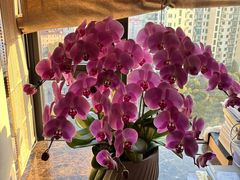 -双季花艺园艺市场(浦东店)