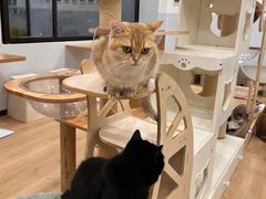 -有喵·猫咖·狗咖·30几只猫10只小狗(岗厦店)