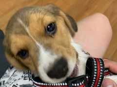 -翊宠yipet猫狗购宠庄园犬舍•猫舍