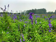 -北京东方普罗旺斯薰衣草庄园