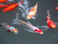 -梵天禅寺