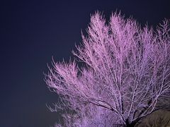 -红光山