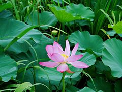 -荷塘月色湿地公园·向阳花洲