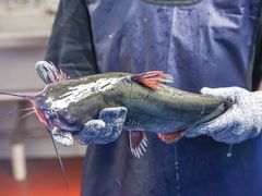 -鱼酷活鱼烤鱼(恒隆广场店)