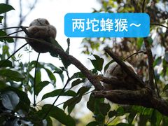 -普洱太阳河森林公园