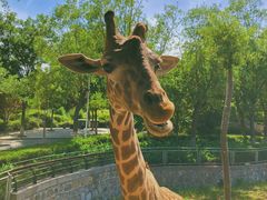 -石家庄市动物园