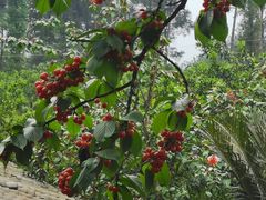 -樱桃山旅游景区