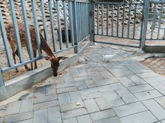 -北京鹿世界主题园