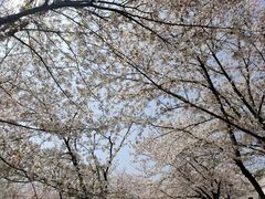 -苏州上方山国家森林公园