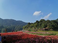 -广州市石门国家森林公园