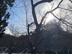 -北海道神宫