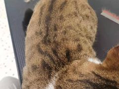 -BABIT巴比特宠物(MOMOPARK店)