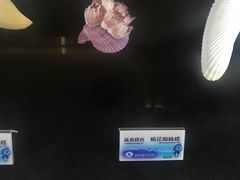 -贝壳梦幻世界