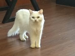 -楼上猫咖(罗湖店)