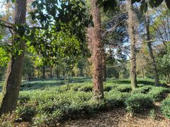 -野蔓果·山野菜(西湖景区·龙井茶田店)