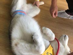 -Husky Go! 哈士奇体验馆·宠物咖啡厅狗咖