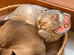 -猫友咖啡店(玉林西路店)