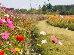 -上海滨江森林公园