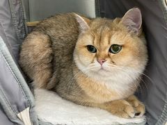 -艾贝尔宠物诊疗