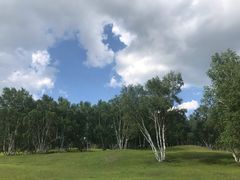 -乌兰布统景区-白桦林