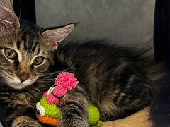 -中农国际动物医院24小时·猫科·骨科·急重症中心
