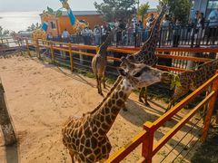 -西霞口神雕山野生动物世界