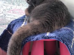 -爱侣宠医·鹦鹉专科·小型哺乳类·异宠专科(灵石路店)