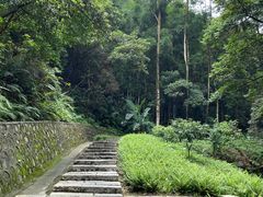 -黄埔油麻山森林公园