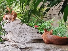 -新加坡飞禽公园
