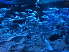 -成都浩海立方海洋公园