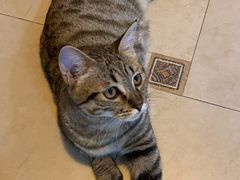 -乖乖宠物医院·猫科·急重症中心(车站北路分院)
