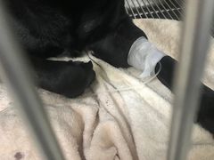 -喜多萌中农锦绣动物医院24H·猫科·牙科MRI·CT